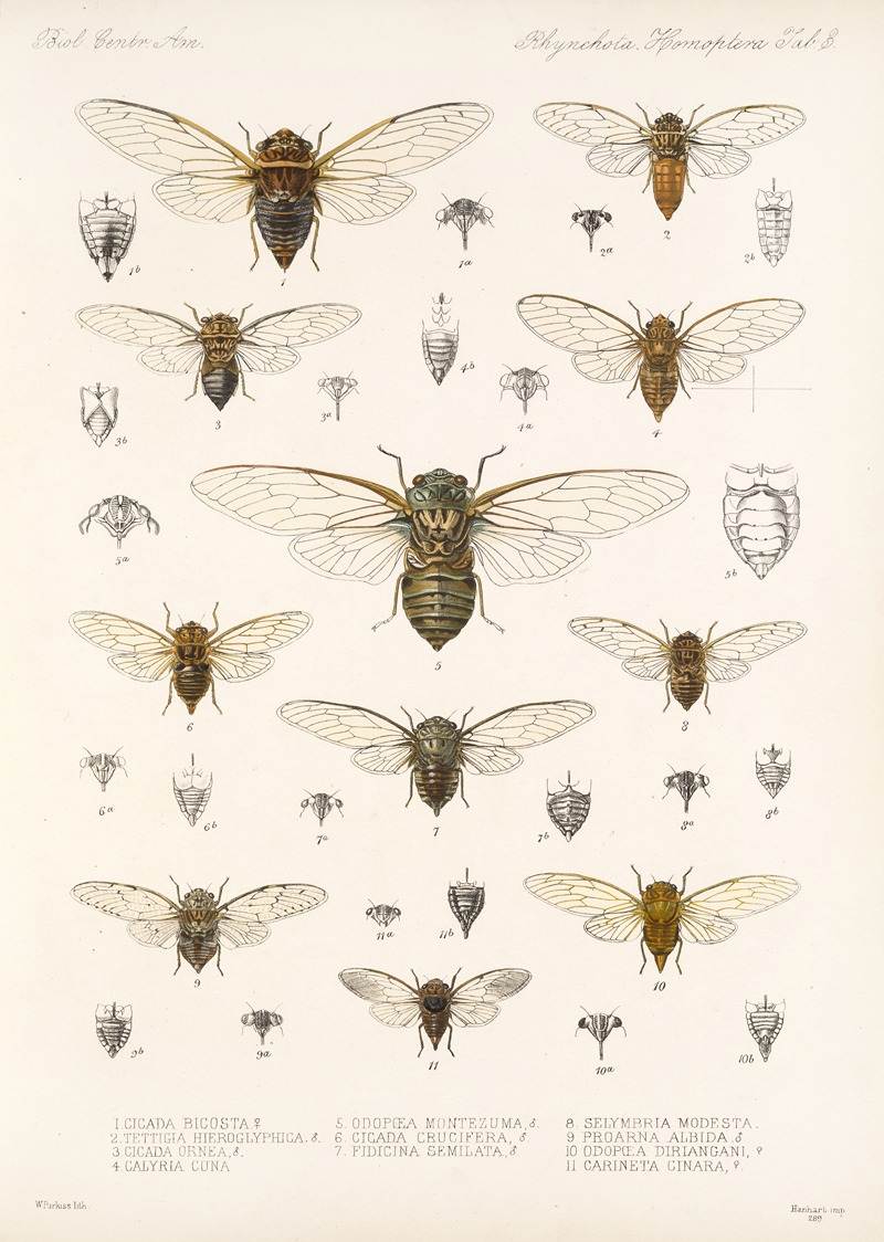 Frederick DuCane Godman - Insecta Rhynchota Hemiptera-Homoptera Pl 04