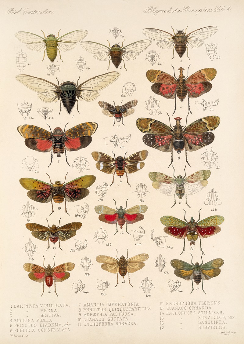 Frederick DuCane Godman - Insecta Rhynchota Hemiptera-Homoptera Pl 05