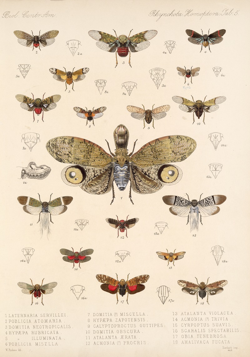 Frederick DuCane Godman - Insecta Rhynchota Hemiptera-Homoptera Pl 06