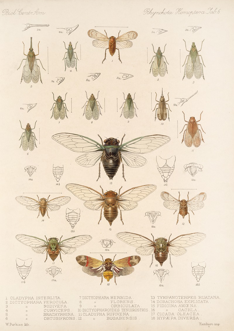 Frederick DuCane Godman - Insecta Rhynchota Hemiptera-Homoptera Pl 07