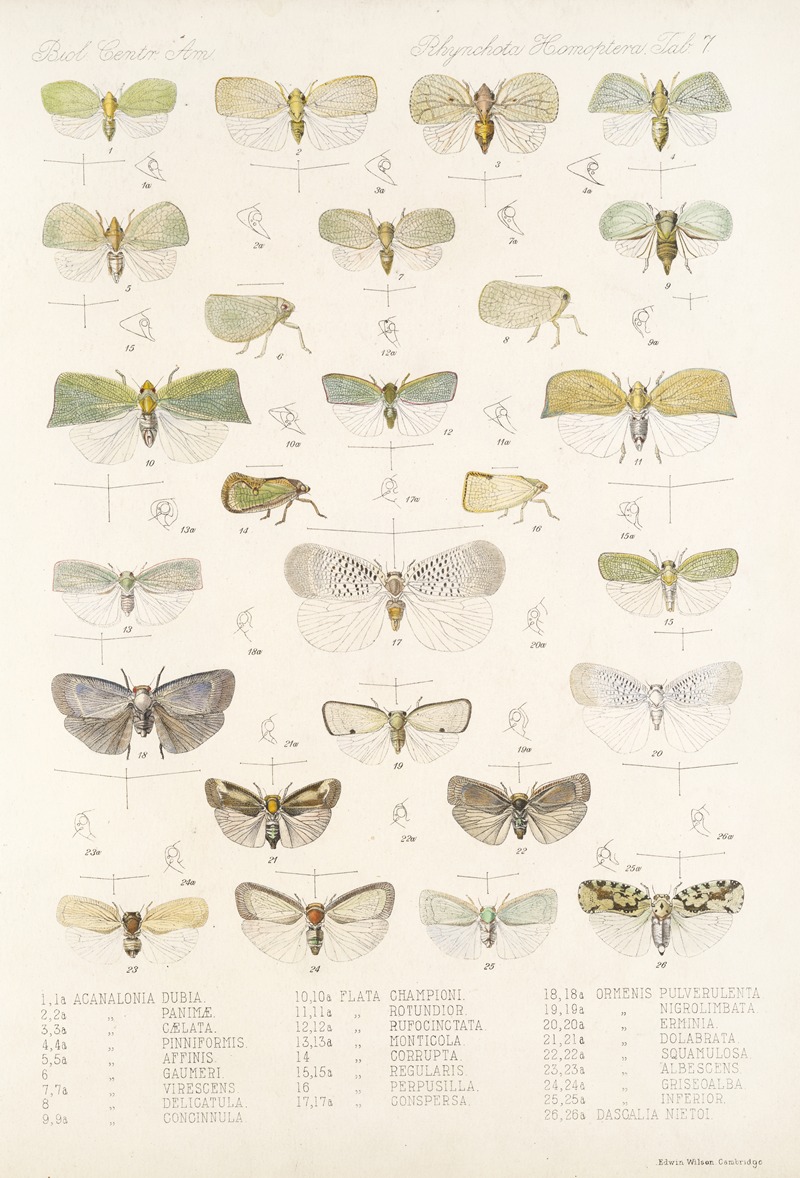 Frederick DuCane Godman - Insecta Rhynchota Hemiptera-Homoptera Pl 08
