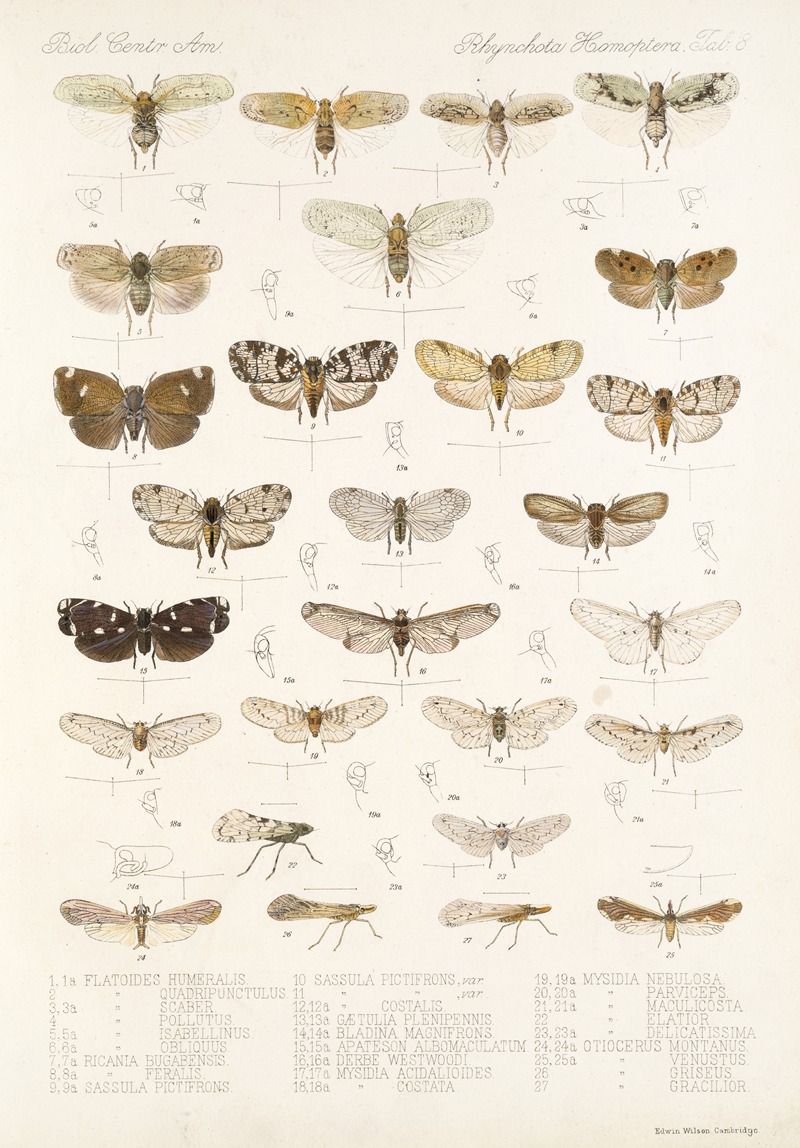 Frederick DuCane Godman - Insecta Rhynchota Hemiptera-Homoptera Pl 09