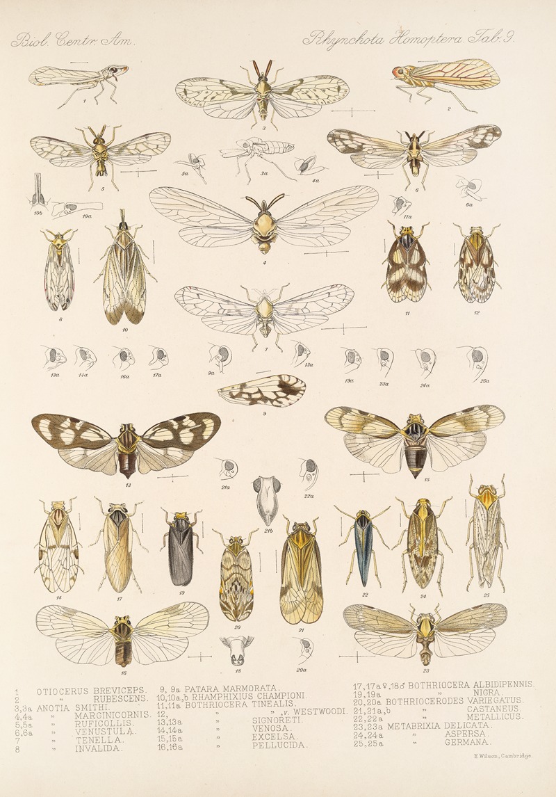 Frederick DuCane Godman - Insecta Rhynchota Hemiptera-Homoptera Pl 10
