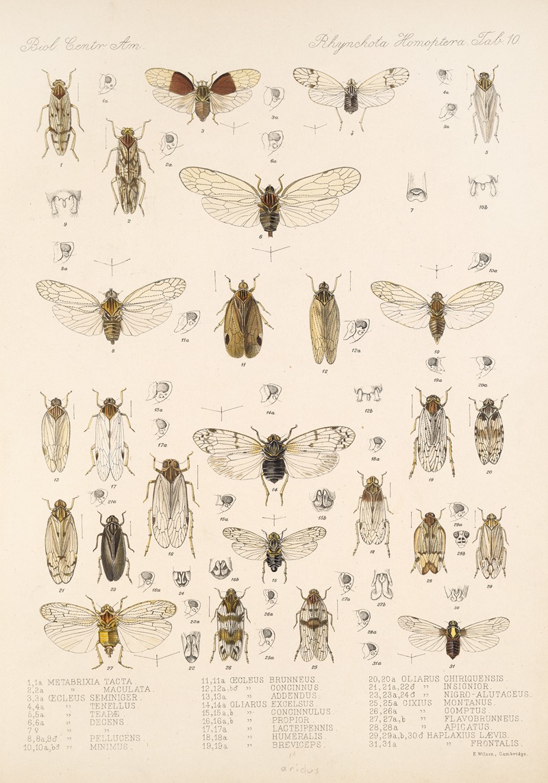 Frederick DuCane Godman - Insecta Rhynchota Hemiptera-Homoptera Pl 11