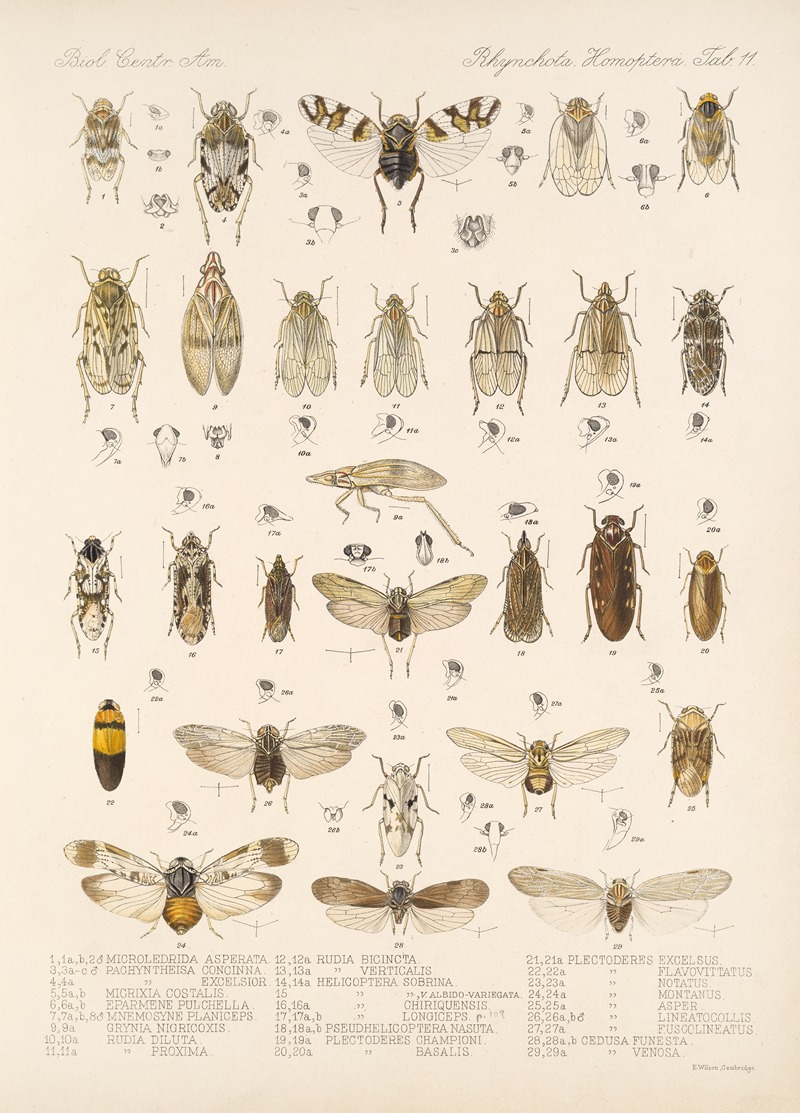 Frederick DuCane Godman - Insecta Rhynchota Hemiptera-Homoptera Pl 12