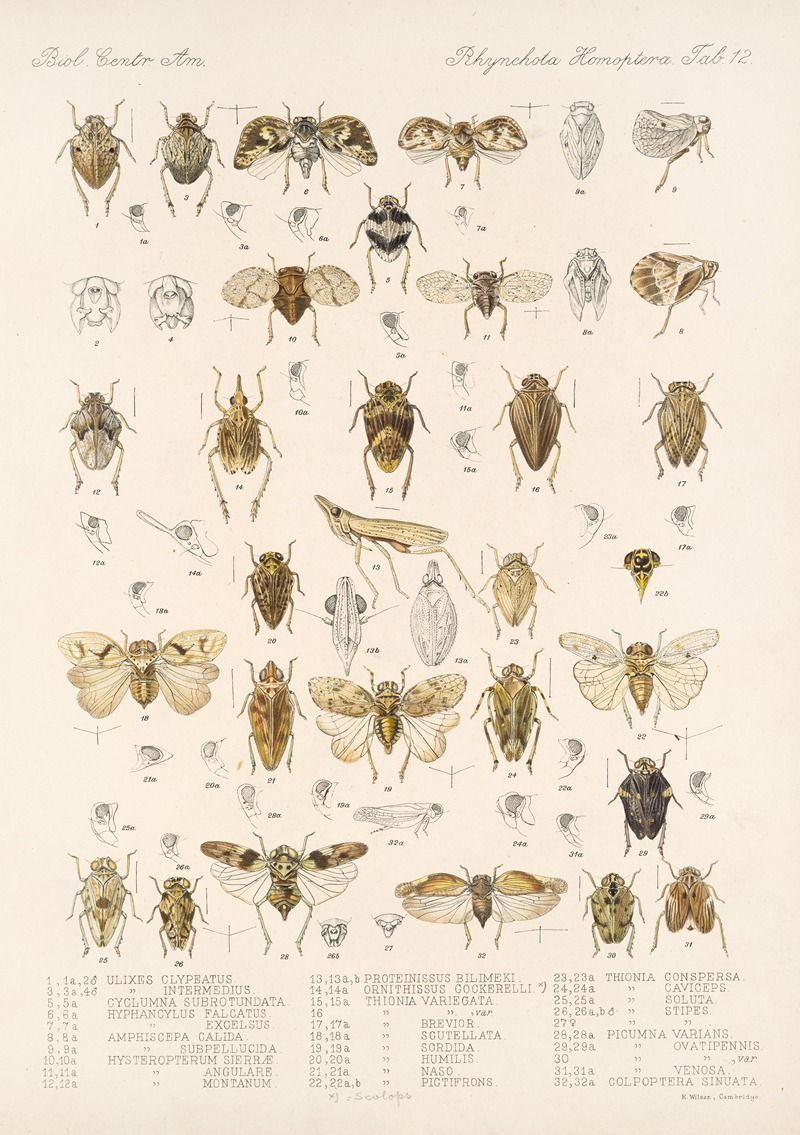 Frederick DuCane Godman - Insecta Rhynchota Hemiptera-Homoptera Pl 13