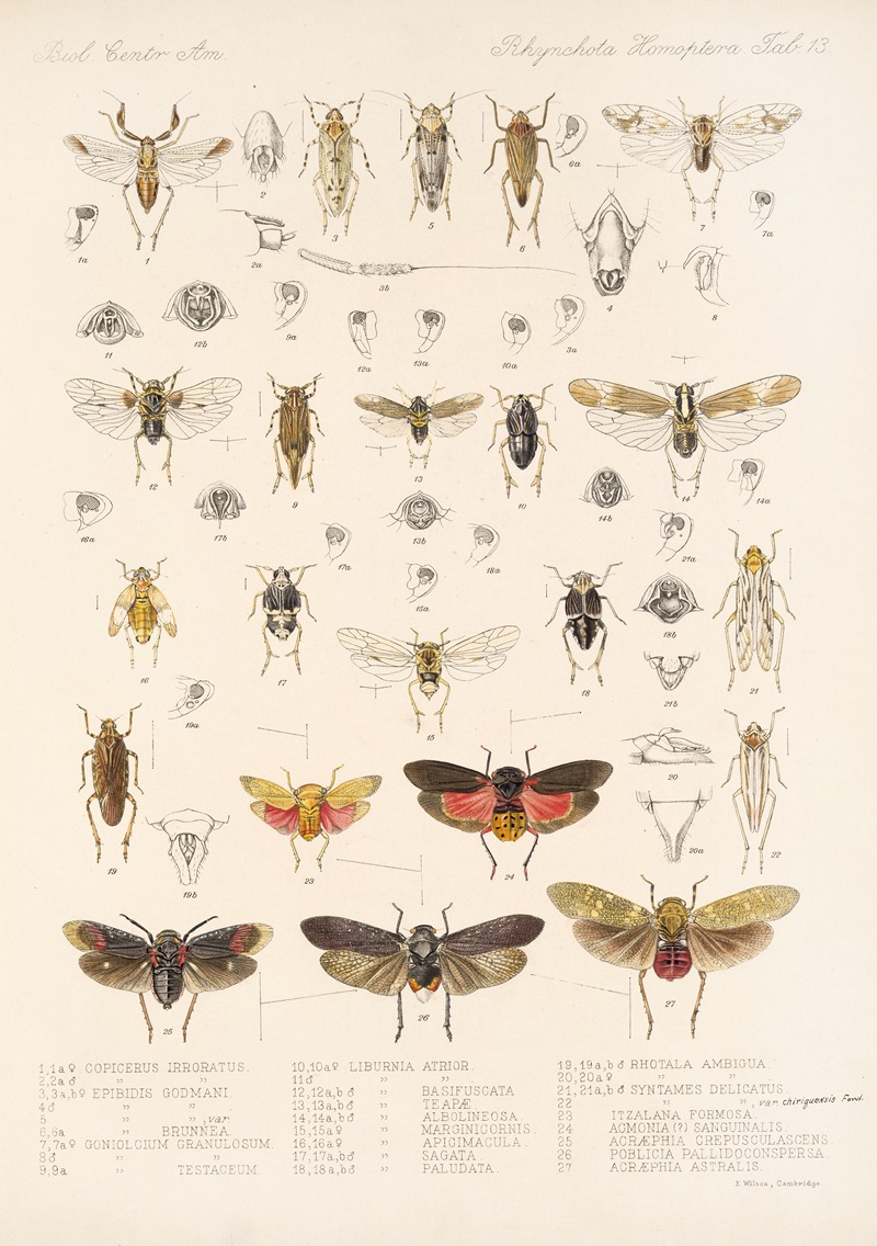 Frederick DuCane Godman - Insecta Rhynchota Hemiptera-Homoptera Pl 14