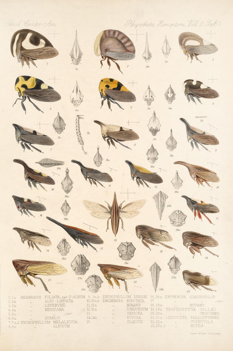 Frederick DuCane Godman - Insecta Rhynchota Hemiptera-Homoptera Pl 15