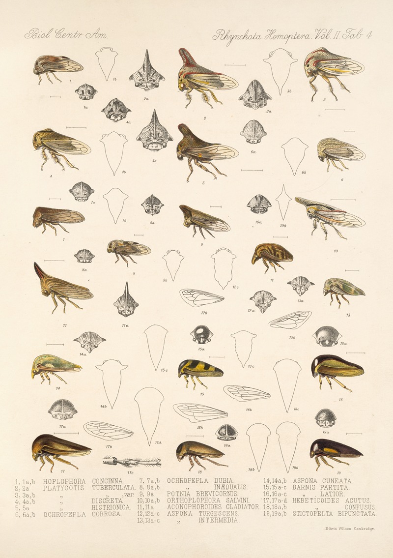 Frederick DuCane Godman - Insecta Rhynchota Hemiptera-Homoptera Pl 18