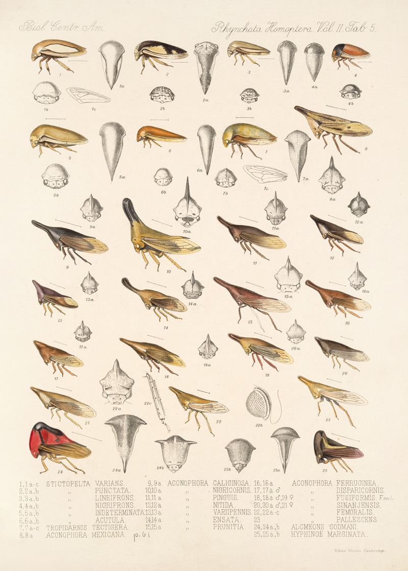 Frederick DuCane Godman - Insecta Rhynchota Hemiptera-Homoptera Pl 19