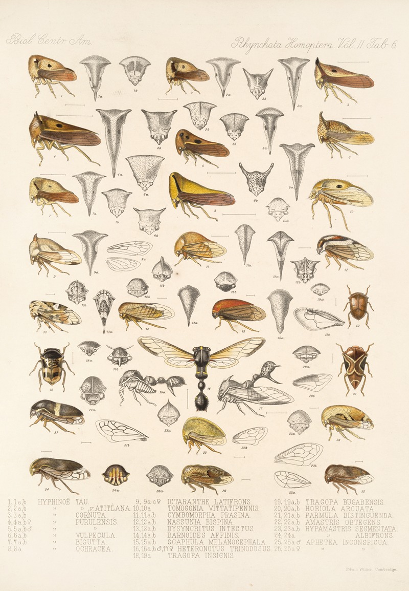 Frederick DuCane Godman - Insecta Rhynchota Hemiptera-Homoptera Pl 20