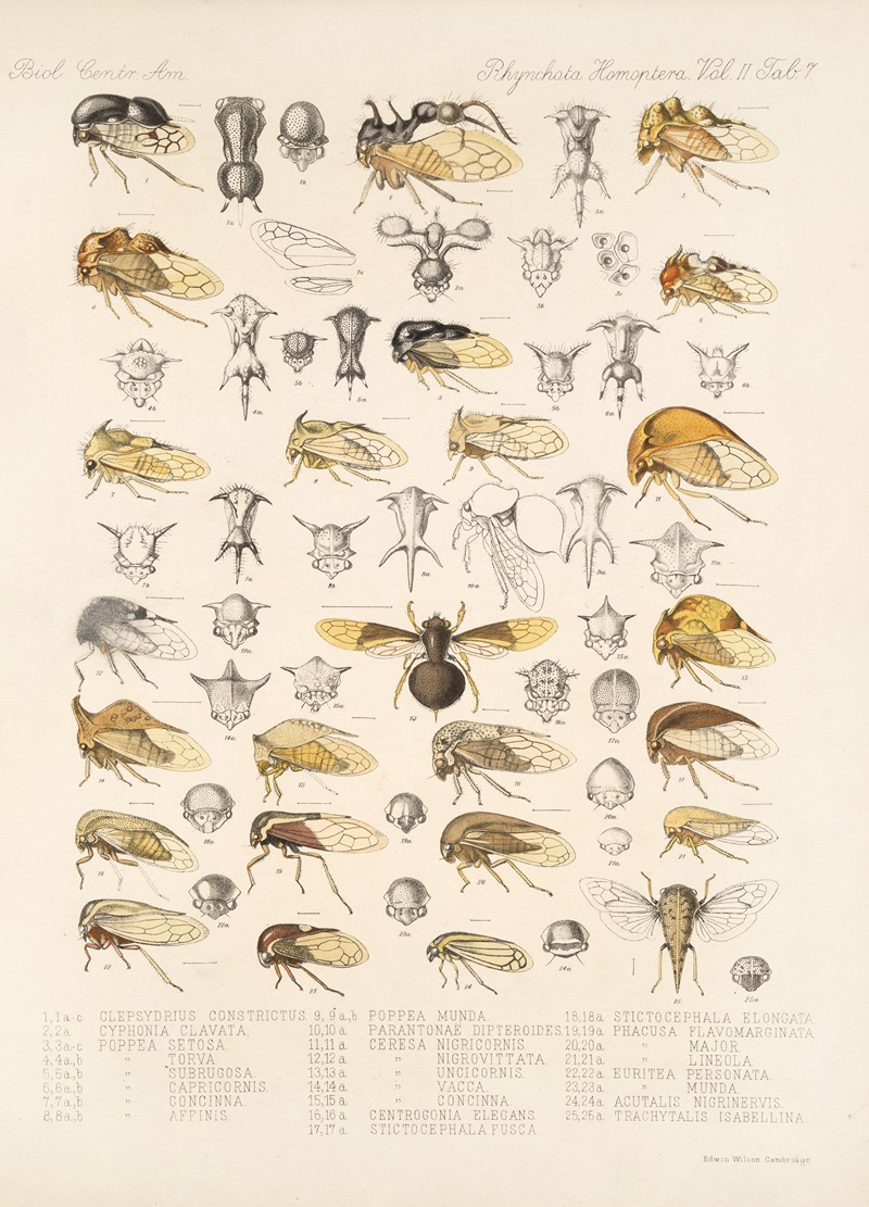 Frederick DuCane Godman - Insecta Rhynchota Hemiptera-Homoptera Pl 21
