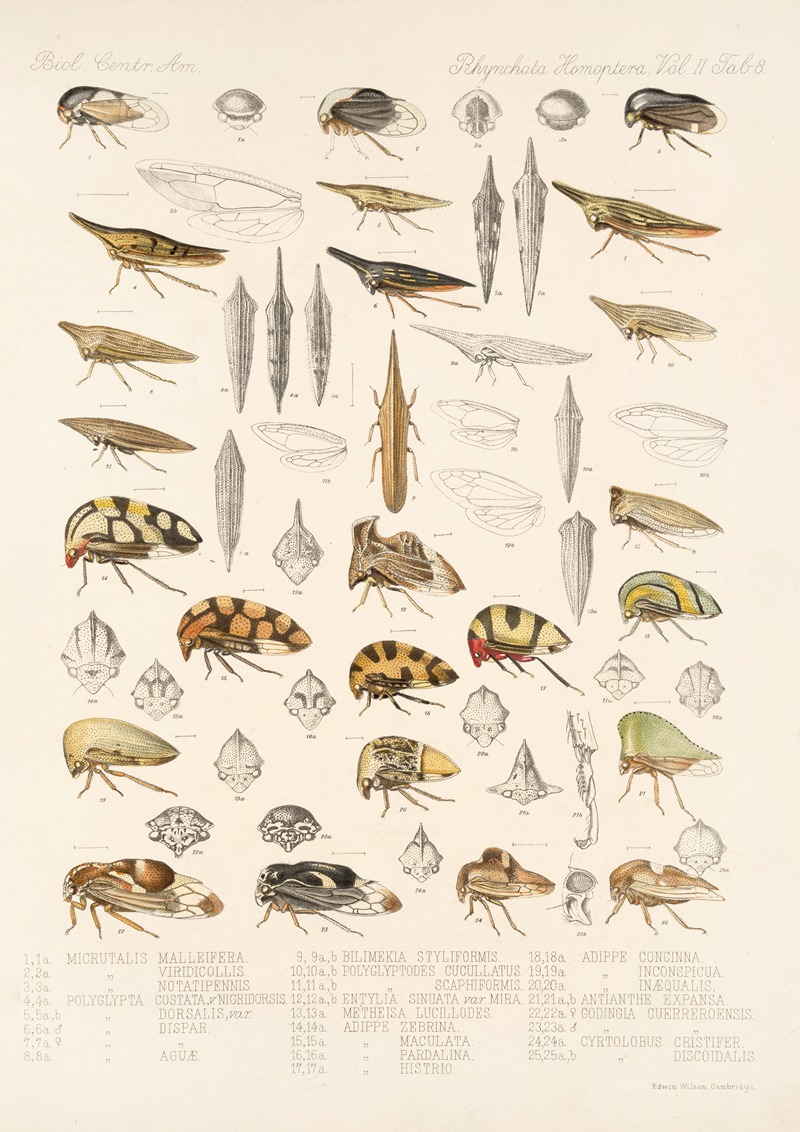 Frederick DuCane Godman - Insecta Rhynchota Hemiptera-Homoptera Pl 22
