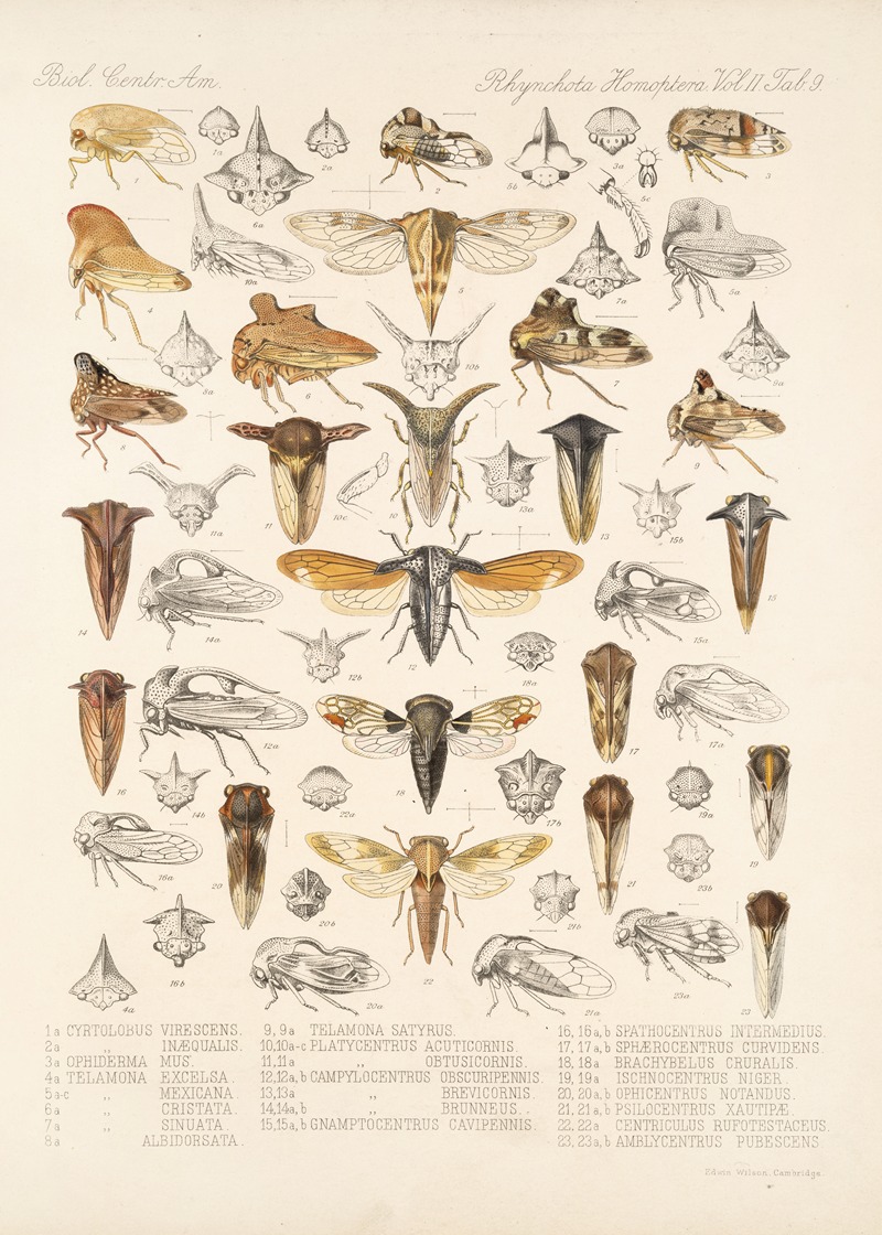 Frederick DuCane Godman - Insecta Rhynchota Hemiptera-Homoptera Pl 23