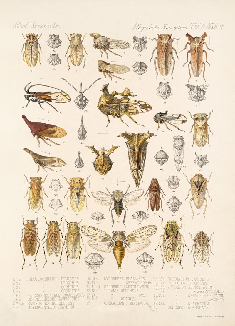 Frederick DuCane Godman - Insecta Rhynchota Hemiptera-Homoptera Pl 24