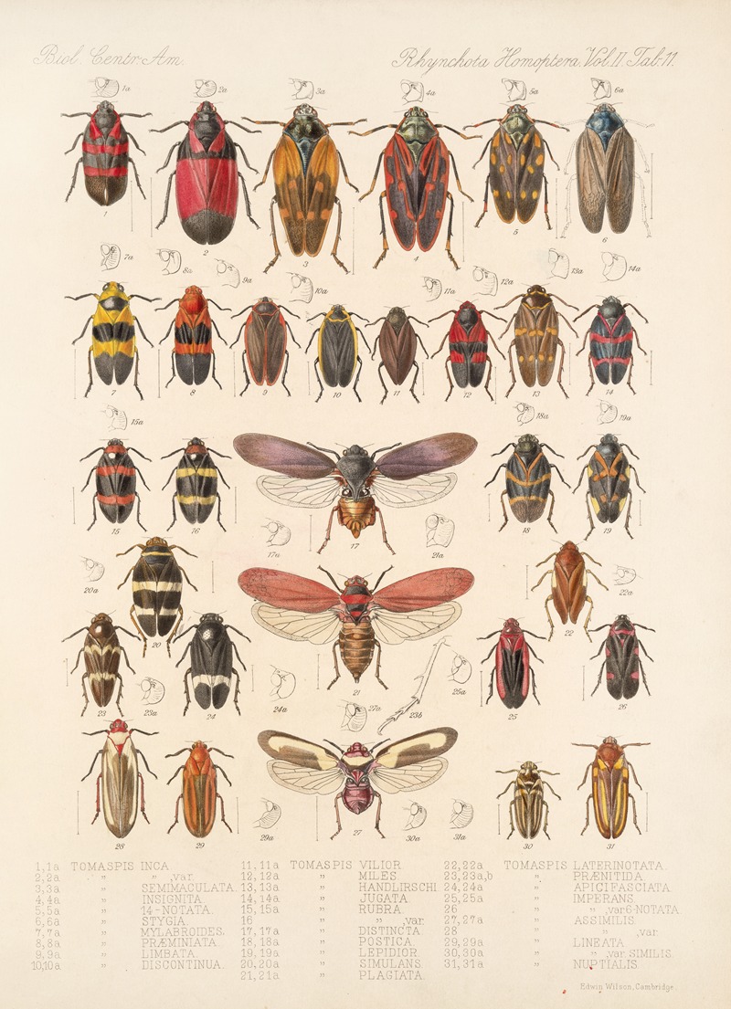Frederick DuCane Godman - Insecta Rhynchota Hemiptera-Homoptera Pl 25