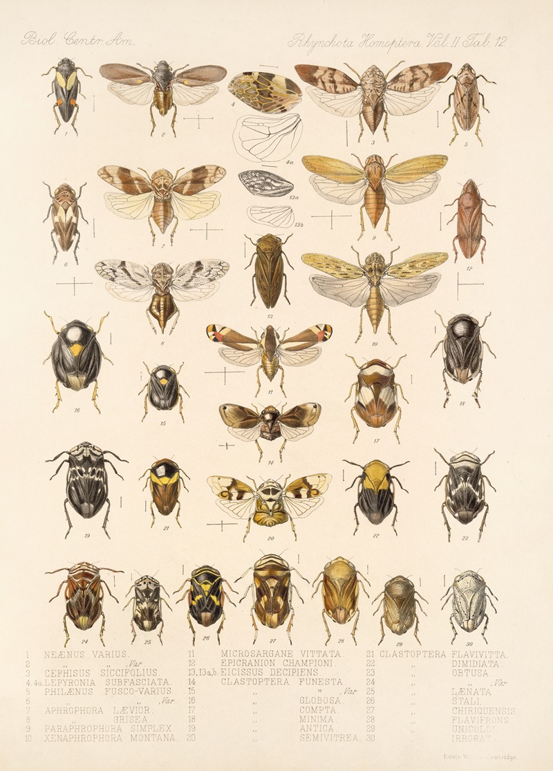 Frederick DuCane Godman - Insecta Rhynchota Hemiptera-Homoptera Pl 26