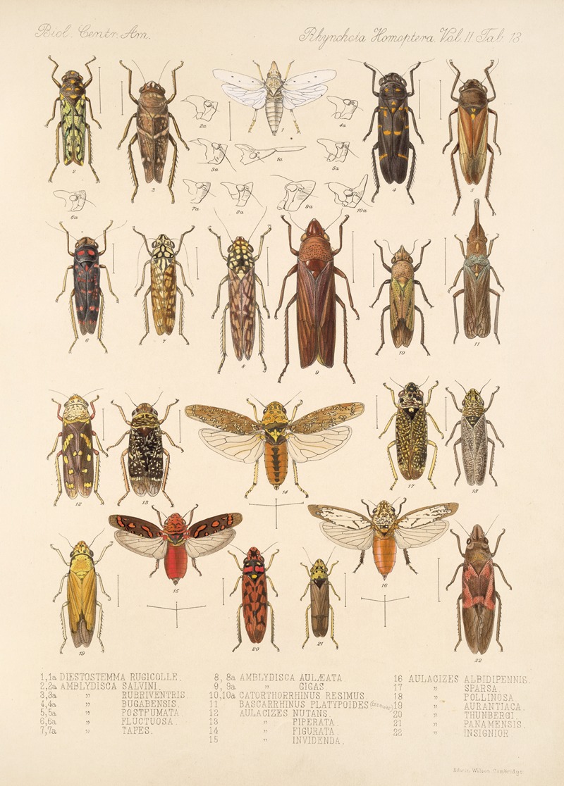 Frederick DuCane Godman - Insecta Rhynchota Hemiptera-Homoptera Pl 27