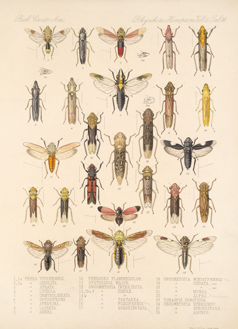 Frederick DuCane Godman - Insecta Rhynchota Hemiptera-Homoptera Pl 28