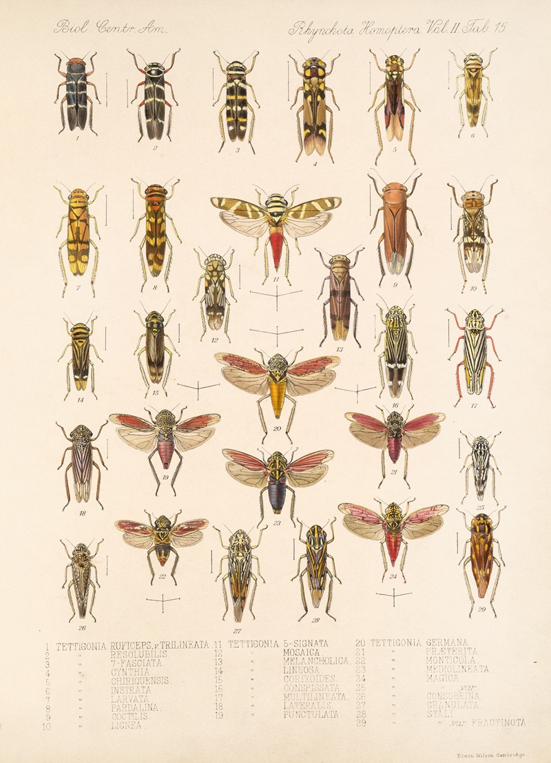 Frederick DuCane Godman - Insecta Rhynchota Hemiptera-Homoptera Pl 29