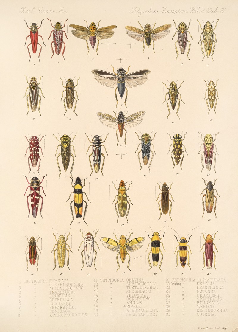 Frederick DuCane Godman - Insecta Rhynchota Hemiptera-Homoptera Pl 30