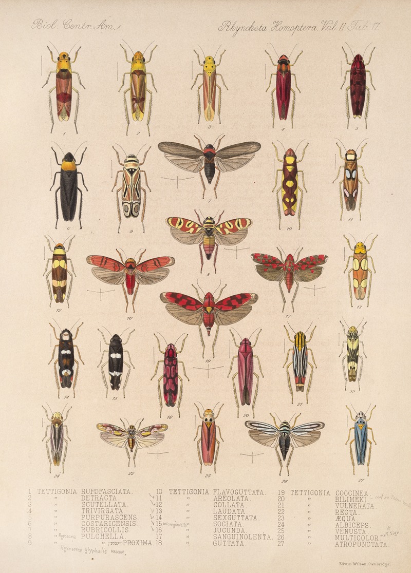 Frederick DuCane Godman - Insecta Rhynchota Hemiptera-Homoptera Pl 31