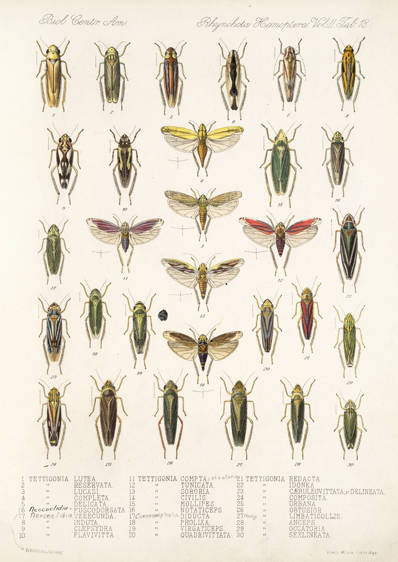 Frederick DuCane Godman - Insecta Rhynchota Hemiptera-Homoptera Pl 32