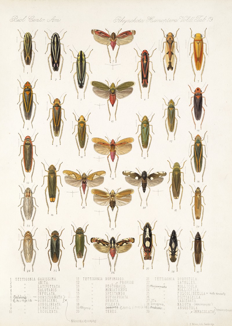 Frederick DuCane Godman - Insecta Rhynchota Hemiptera-Homoptera Pl 33