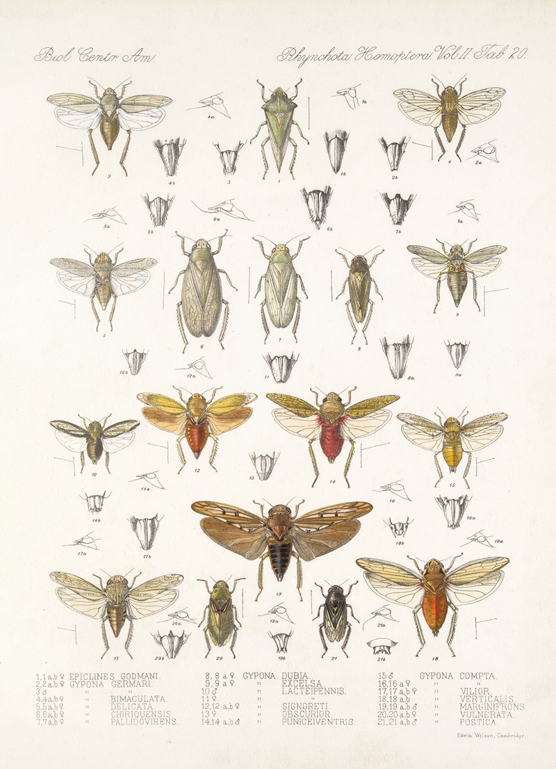 Frederick DuCane Godman - Insecta Rhynchota Hemiptera-Homoptera Pl 35