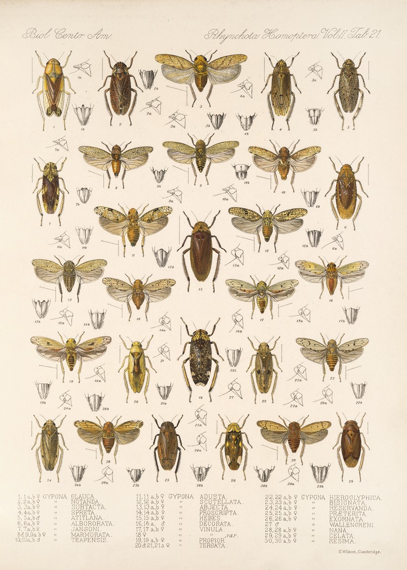 Frederick DuCane Godman - Insecta Rhynchota Hemiptera-Homoptera Pl 36