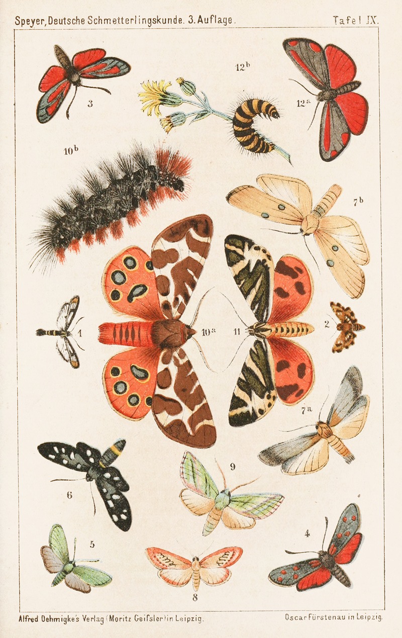 Adolf Speyer - Deutsche Schmetterlingskunde für Anfänger. Nebst einer Anleitung zum Sammeln Pl.08