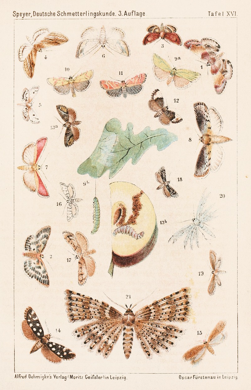 Adolf Speyer - Deutsche Schmetterlingskunde für Anfänger. Nebst einer Anleitung zum Sammeln Pl.15