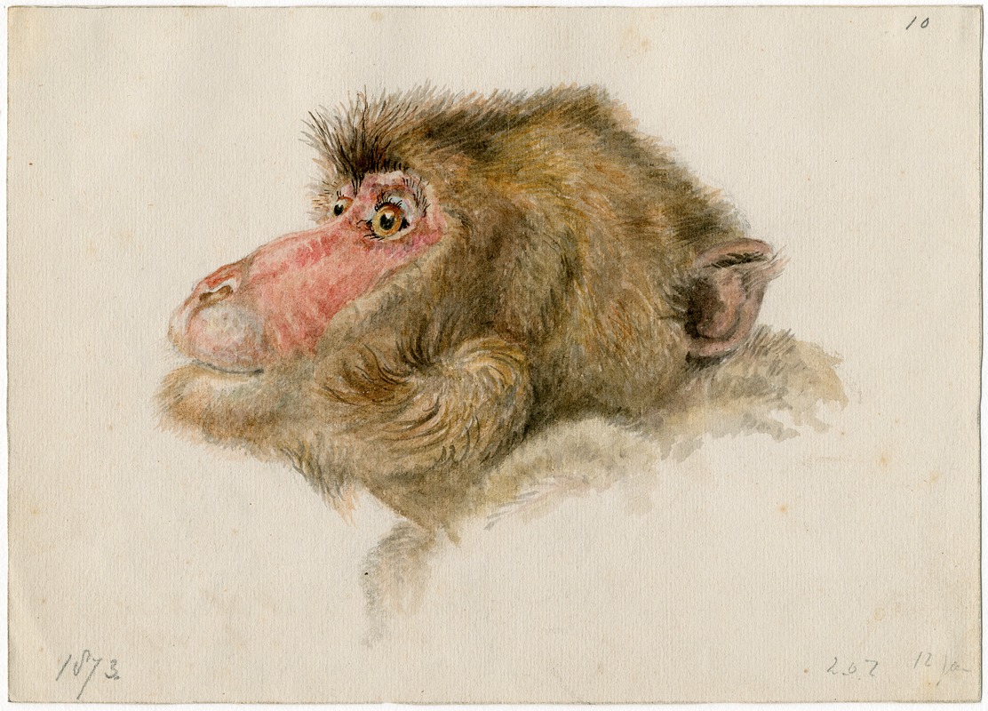 Floris Verster - Head of a baboon
