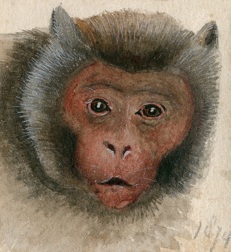 Floris Verster - Head of a long-tailed monkey