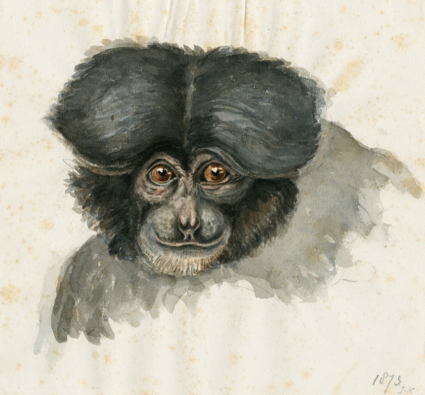 Floris Verster - Head of a monkey