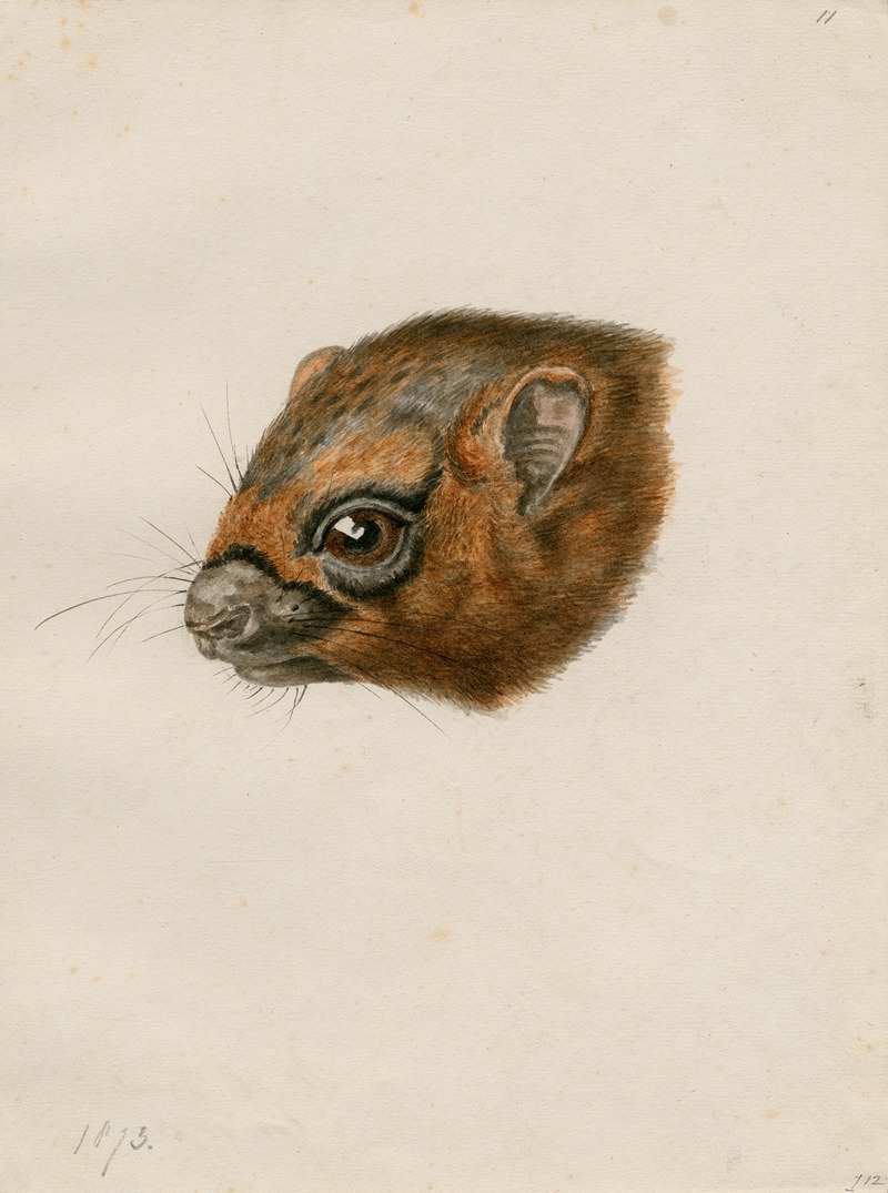 Floris Verster - Head of a polecat