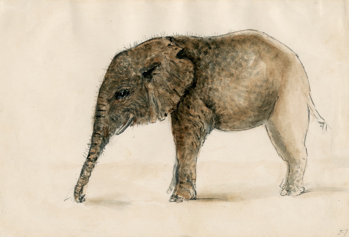 Floris Verster - Little elephant
