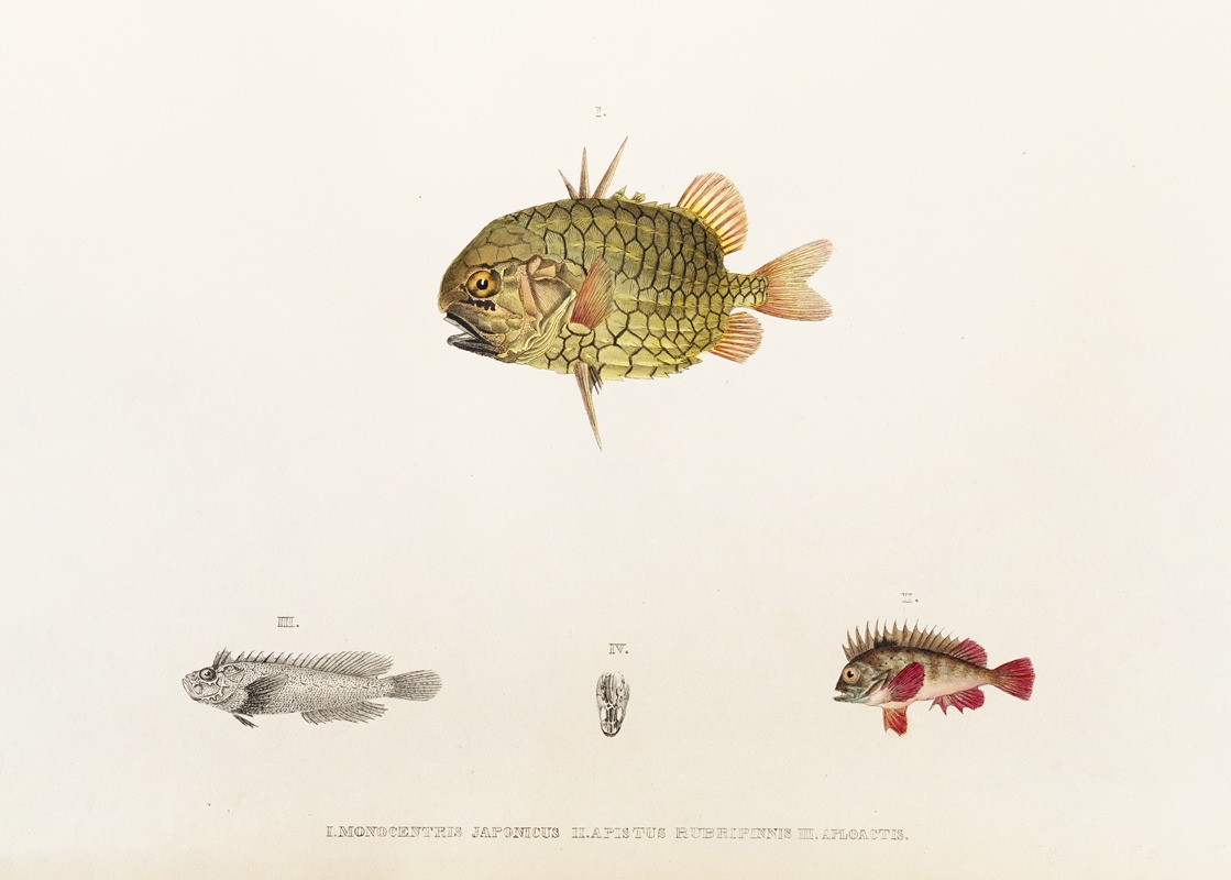 Philipp Franz Balthasar von Siebold - Fauna japonica Pl.033