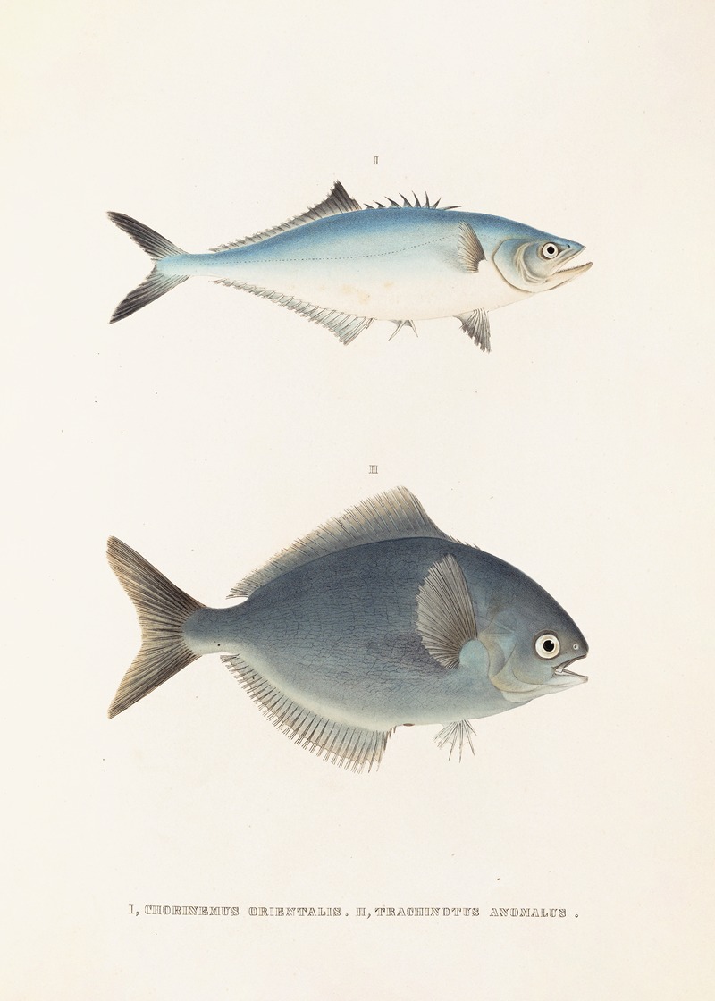 Philipp Franz Balthasar von Siebold - Fauna japonica Pl.070