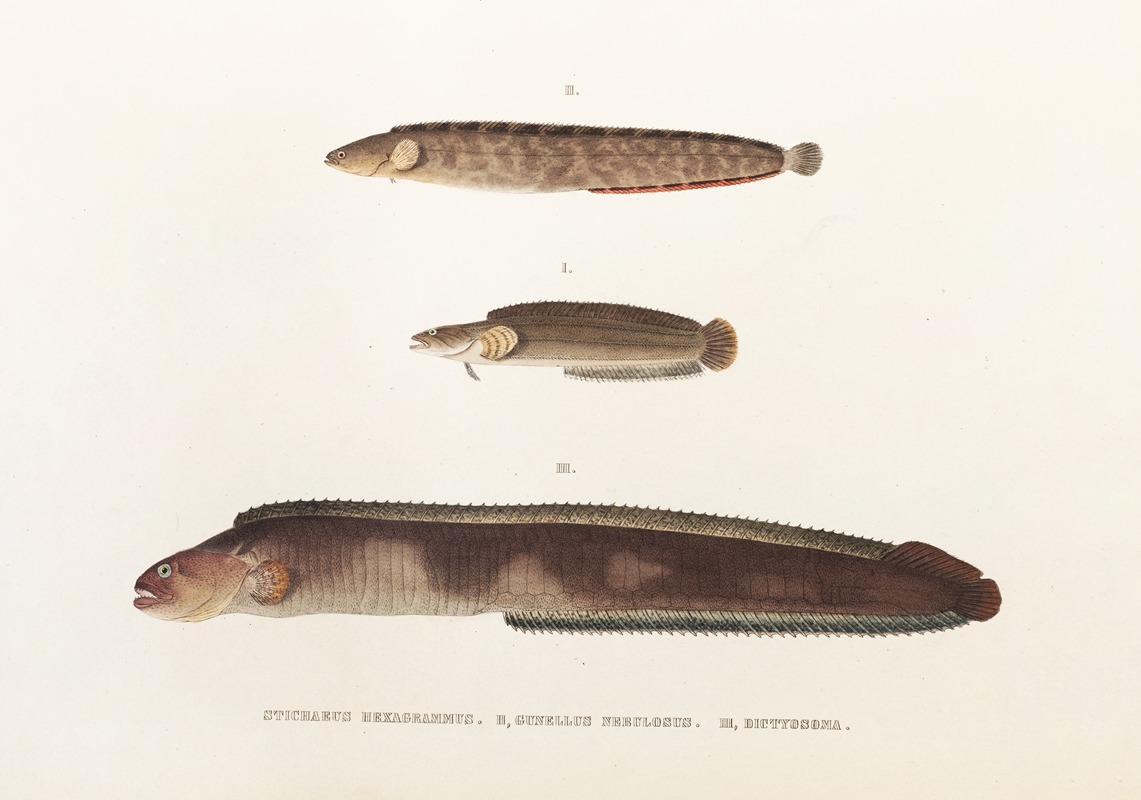 Philipp Franz Balthasar von Siebold - Fauna japonica Pl.087