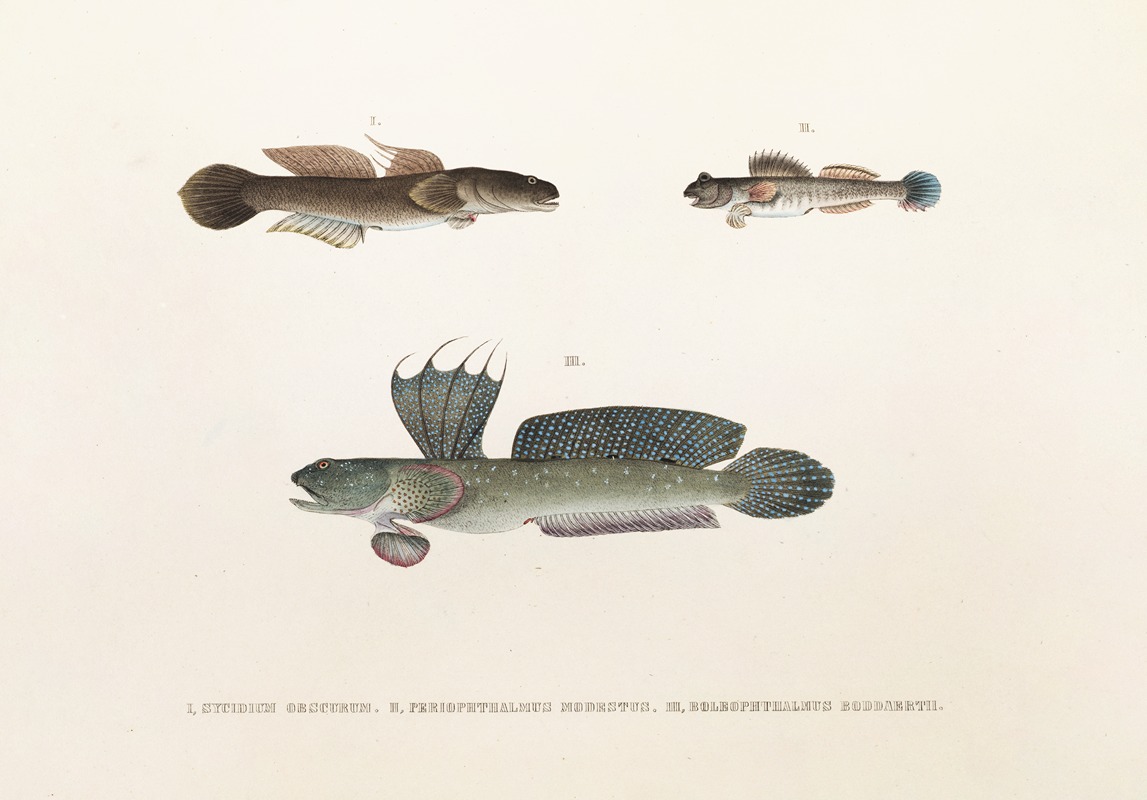 Philipp Franz Balthasar von Siebold - Fauna japonica Pl.090