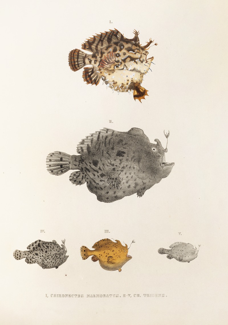 Philipp Franz Balthasar von Siebold - Fauna japonica Pl.096