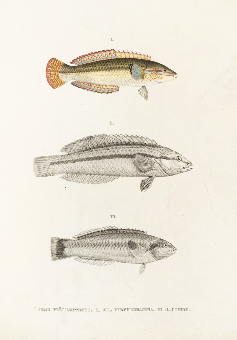 Philipp Franz Balthasar von Siebold - Fauna japonica Pl.103