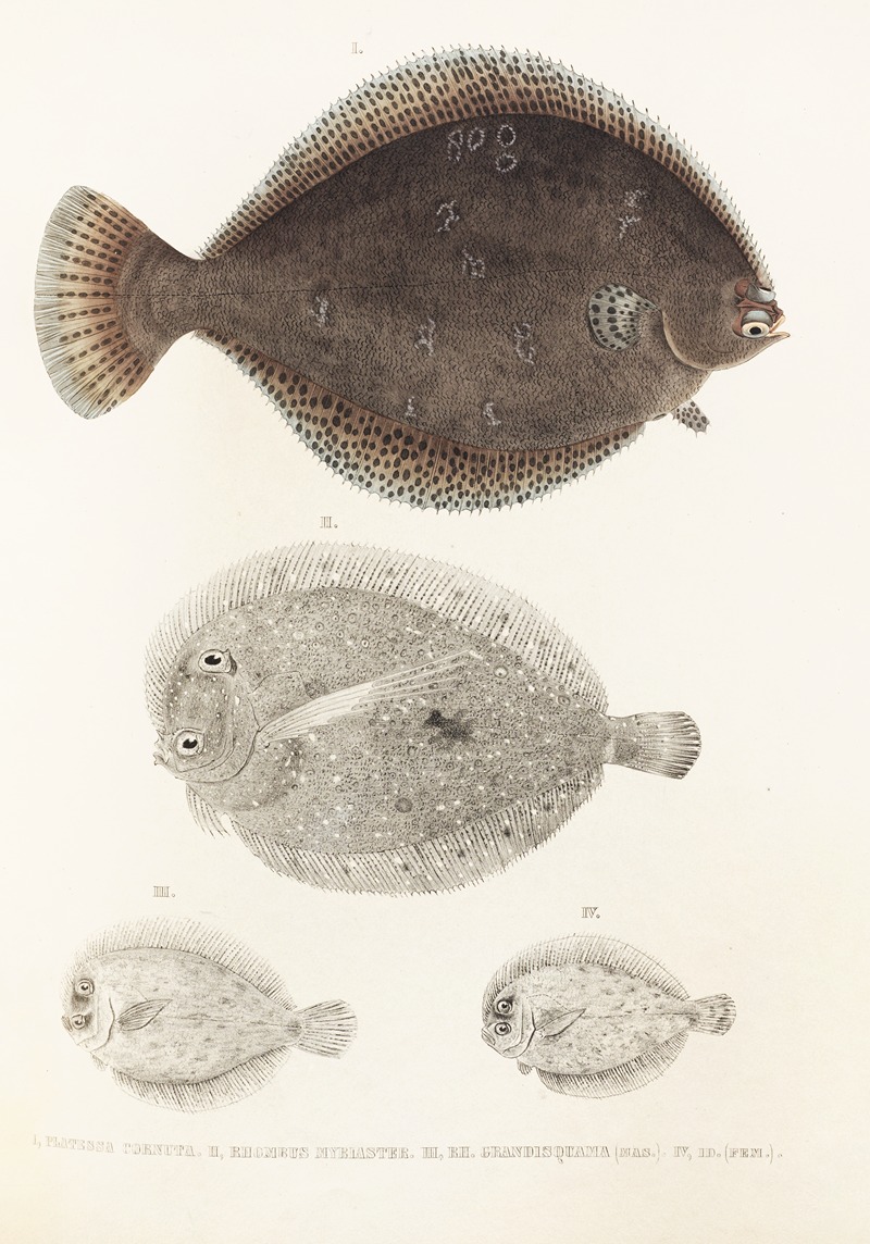 Philipp Franz Balthasar von Siebold - Fauna japonica Pl.109