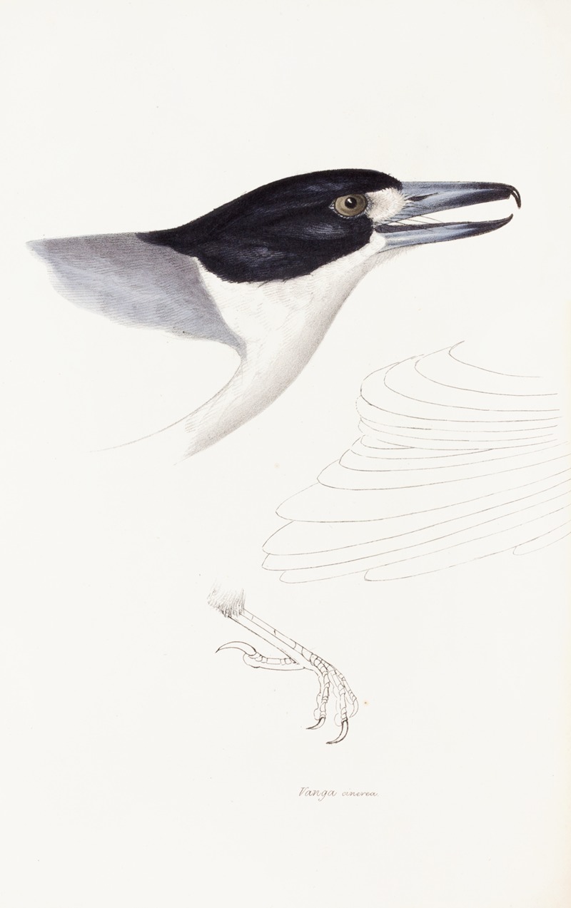 Elizabeth Gould - A synopsis of the birds of Australia, and the adjacent Islands Pl.02