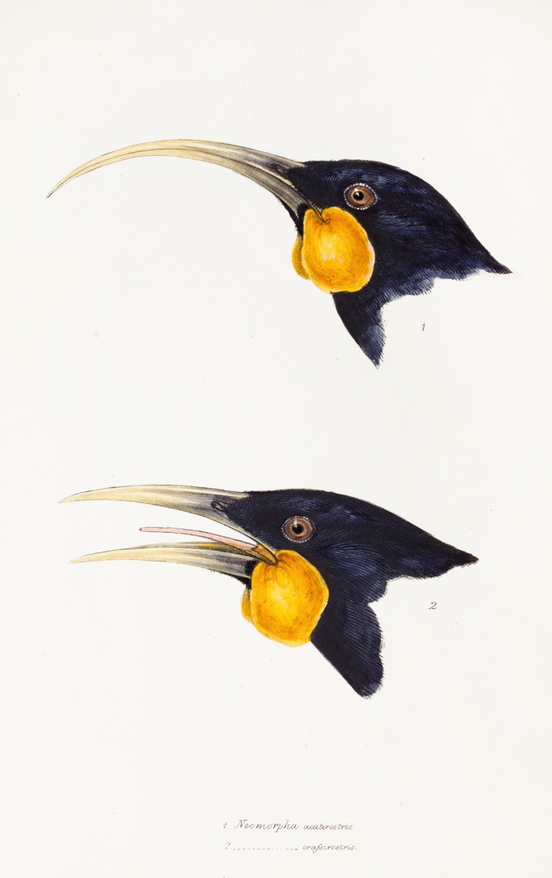 Elizabeth Gould - A synopsis of the birds of Australia, and the adjacent Islands Pl.11