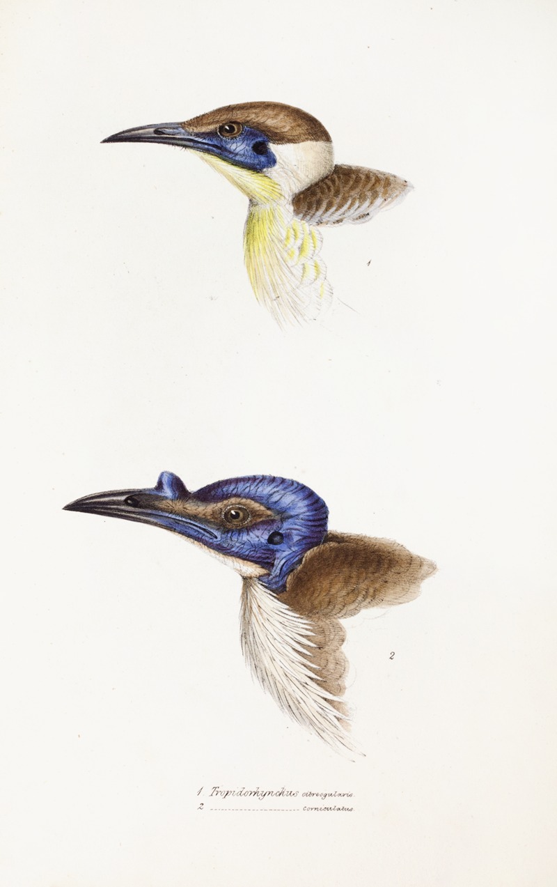 Elizabeth Gould - A synopsis of the birds of Australia, and the adjacent Islands Pl.13