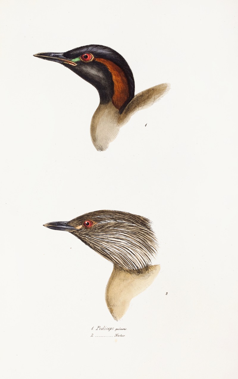 Elizabeth Gould - A synopsis of the birds of Australia, and the adjacent Islands Pl.19