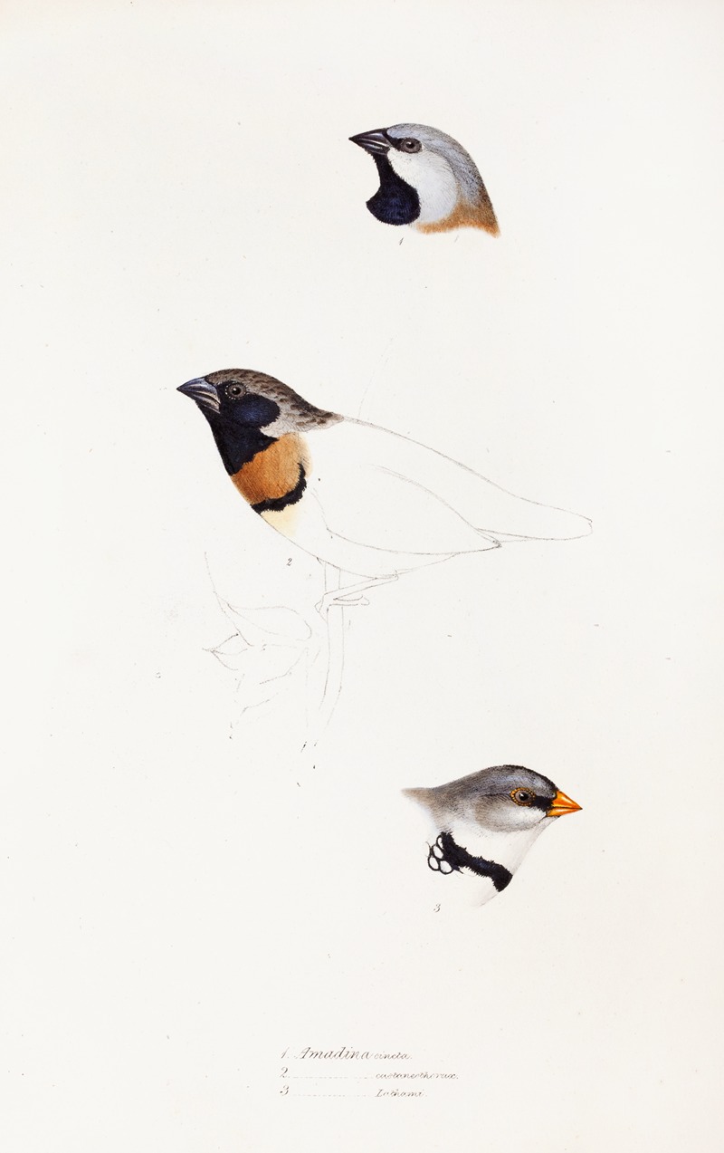Elizabeth Gould - A synopsis of the birds of Australia, and the adjacent Islands Pl.21
