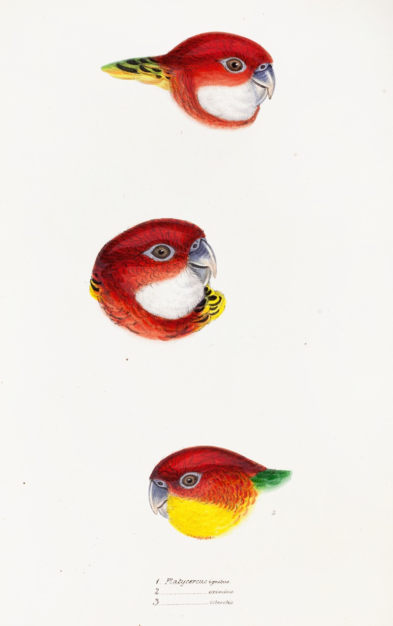Elizabeth Gould - A synopsis of the birds of Australia, and the adjacent Islands Pl.24